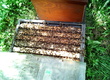 Pozostałe pszczelarstwo Sprzedam odkłady pszczele: - ramka