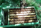 Odkłady pszczele ramka wielkopolska lub warszawska poszerzona  1