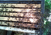 Odkłady pszczele ramka wielkopolska lub warszawska poszerzona  2