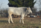 Chianina byk 4