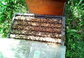 Pozostałe pszczelarstwo Sprzedam odkłady/rodziny pszczele. Odymione...