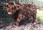 Byk rasy Highland Cattle/Bydlo szkockie 1