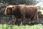 Byk rasy Highland Cattle/Bydlo szkockie 2