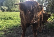 Byk rasy Highland Cattle/Bydlo szkockie 3