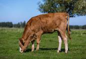 Gospodarstwo rolne na Mazurach sprzeda byczki "odsadki" mięsne