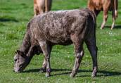 Gospodarstwo rolne na Mazurach sprzeda byczki "odsadki" mięsne 1