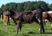 Gospodarstwo rolne na Mazurach sprzeda byczki "odsadki" mięsne 2