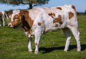 Gospodarstwo rolne na Mazurach sprzeda byczki "odsadki" mięsne 3