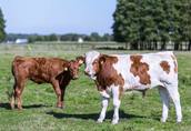 Gospodarstwo rolne na Mazurach sprzeda byczki "odsadki" mięsne 4