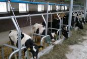 Wygrody Wygrodzenia ocynkowane czarne dla krów bydła stanowiska maty l 2