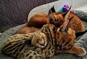 Kocięta Serval i Savannah oraz karakal Zarejestrowane 2
