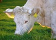 Krowy na ubój Kupię każdą ilość bydła ekologicznego