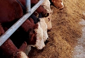 Byki byczki cielaki mięsne do dalszej hodowli