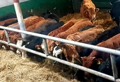 Byki byczki cielaki jałówki mięsne do dalszej hodowli