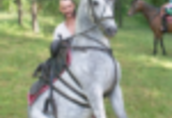 Ukraina.Konie 900zl, zwierzeta hodowlane, ogiery, klacze.Stajnia