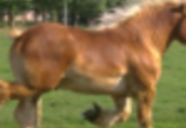 Ukraina.Ciezkie konie wlodzimierskie o duzej masie ciala w cenie