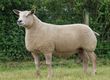 Owce Kupię: Owce, baranki, w dużych