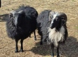 Owce Oferuję do sprzedaży tryki (barany