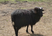 Tryki barany jagnięta - owce rasy SKUDDE 1