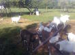 Kozy sprzedam stado kóz nie rejestrowanych