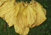 liście burley virginia