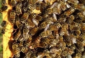 Pozostałe pszczelarstwo Sprzedam matki pszczele UP, czerwiące, linia gema...