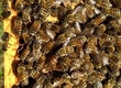 Pozostałe pszczelarstwo Sprzedam matki pszczele UP, czerwi