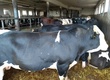 Byki na ubój Sprzedam 21 sztuk bydła opasowego