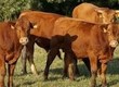 Krowy Sprzedam stado bydła mięsnego rasy