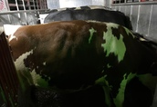 Skup bydła byki krowy jałówki oraz opasy i cielaki