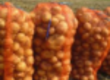 Warzywa Ukraina. Ziemniaki 0, 25 zl/kg
