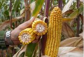 Kukurydza CELUKA duża ilość ziarna