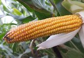Kukurydza CEBIR duży potencjał plonowania