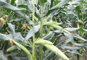 Kukurydza CEBIR duży potencjał plonowania 1