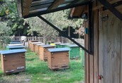 Ule Witam, sprzedam rodziny pszczele w ulach warszawskich...