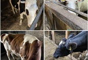 Syndyk sprzeda krowy mleczne, urządzenia dojarskie, maszyny rolnicze