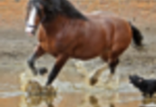 Ukraina.Ciezkie konie wlodzimierskie o duzej masie w cenie zywca