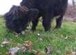 Byki rozpłodowe Sprzedam byki rasy Highland Cattle