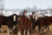 Ukraina.Konie 900zl, zwierzeta hodowlane, ogiery, klacze, siwe rysaki