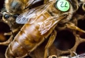 Pozostałe pszczelarstwo Najstarsza w Polsce ( od blisko 20lat) pasieka reprodukuj...