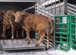 Poza klasyfikacją Ubojnia kupi bydło na ubój z konieczno