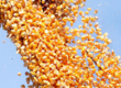 Pozostałe zboża Ziarno kukurydzy (non GMO