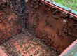 Pasieki Na sprzedaż: - 15 rodzin pszczelich