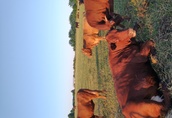 Krowy mięsne zacielone stado 20szt.