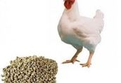 Pasza białkowa broiler kury kaczki 3