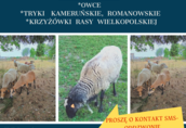 Sprzedam : owce tryki kameruńskie, romanowskie, krzyżówki rasy