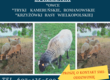 Owce Sprzedam : owce tryki kameruńskie