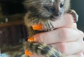 Dostępne są małe małpki marmozet, samce i samice.
