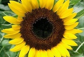 Słonecznik ozdobny kwiatowy TAIYO  2