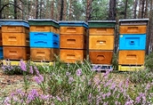 Ule wielkopolskie z pszczołami